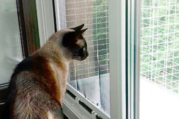 Siatka na okna dla kota 