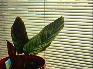 Żaluzje aluminiowe Łódź